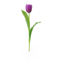 Tulips Purple PNG & PSD Images