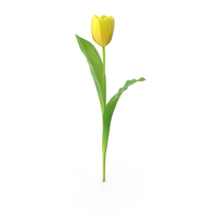 Tulips PNG & PSD Images