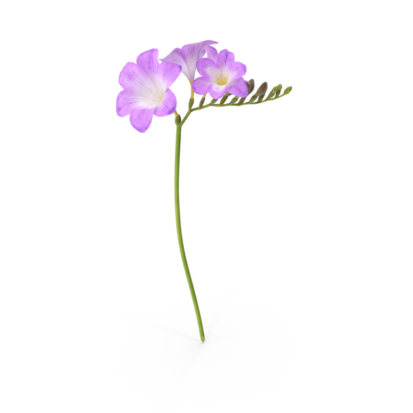 Freesia PNG & PSD Images