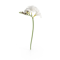 Freesia White PNG & PSD Images