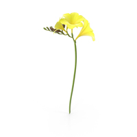 Freesia PNG & PSD Images