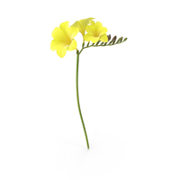 Freesia PNG & PSD Images
