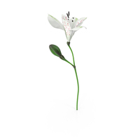 Peruvian Lily PNG & PSD Images