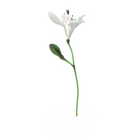 Peruvian Lily PNG & PSD Images