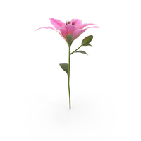 Lily PNG & PSD Images