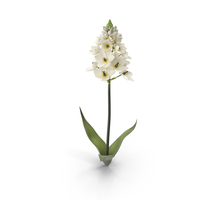 Ornithogalum Flower PNG & PSD Images