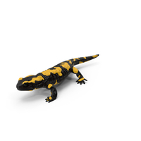 Salamander PNG & PSD Images