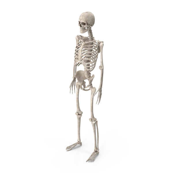 Male Skeleton PNG & PSD Images