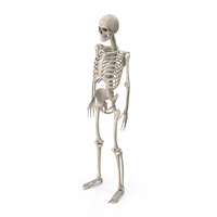 Male Skeleton PNG & PSD Images