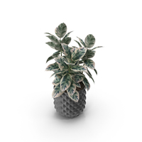 Potted Plant PNG & PSD Images