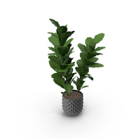Potted Plant PNG & PSD Images