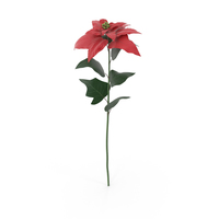 Poinsettia PNG & PSD Images