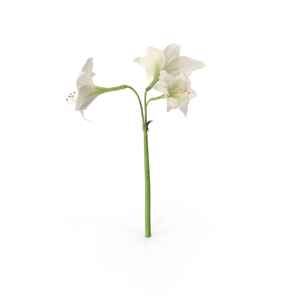 Amaryllis PNG & PSD Images