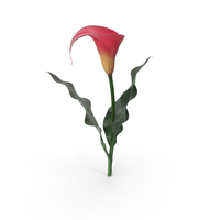 Calla Lily PNG & PSD Images