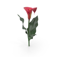 Calla Lily PNG & PSD Images