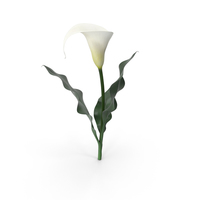 Calla Lily PNG & PSD Images
