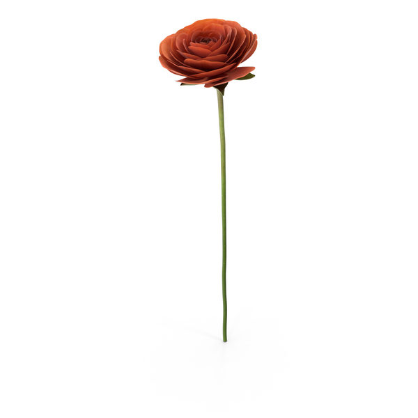 Persian Buttercup PNG & PSD Images