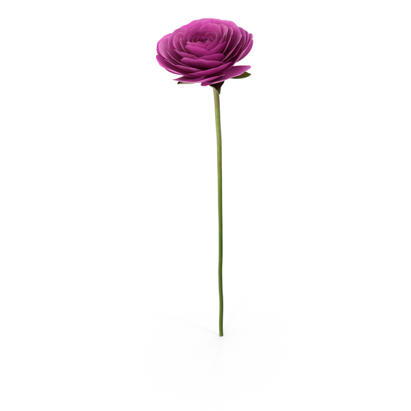 Persian Buttercup PNG & PSD Images