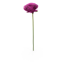 Persian Buttercup PNG & PSD Images