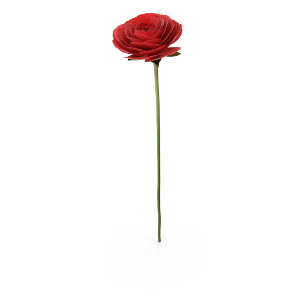 Ranunculus Asiaticus Red PNG & PSD Images