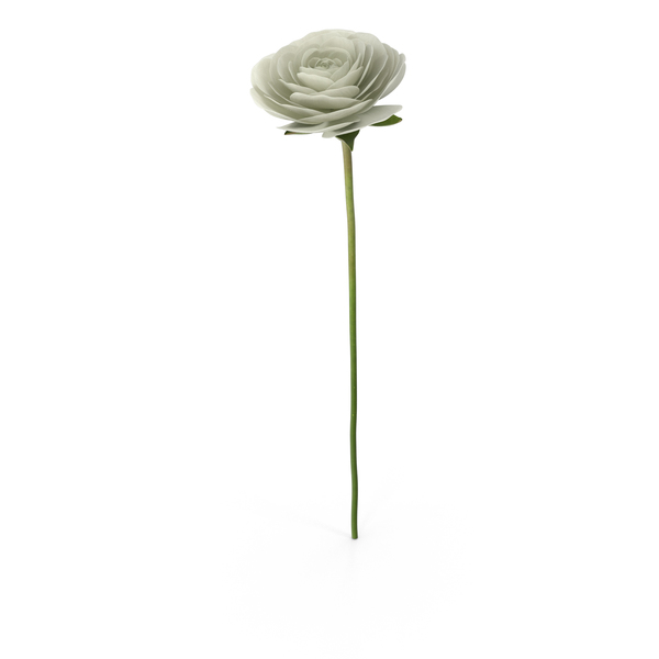 Ranunculus Asiaticus White PNG & PSD Images