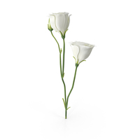 Eustoma White PNG & PSD Images