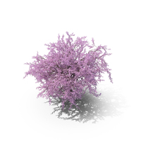 Sakura Lilac PNG & PSD Images