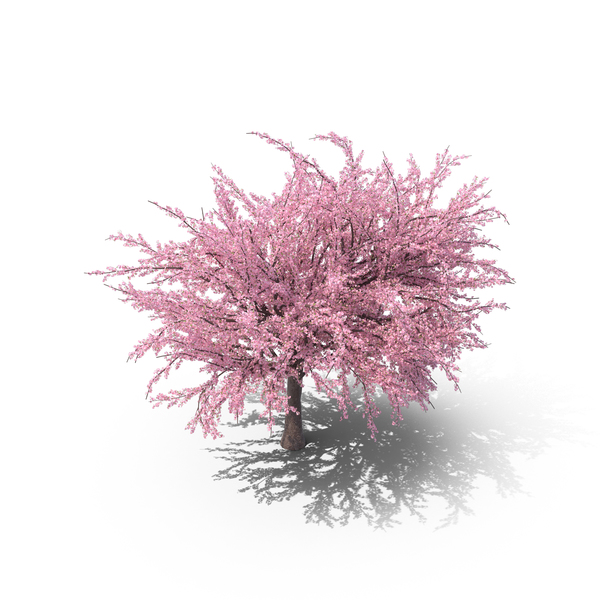 Japanese Cherry Tree PNG & PSD Images