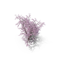 Sakura Big Lilac PNG & PSD Images