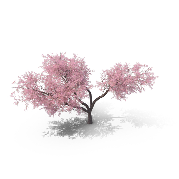 Japanese Cherry Tree PNG & PSD Images