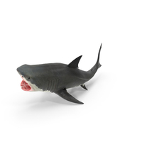 Great White Shark PNG & PSD Images