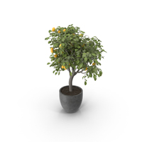 盆栽柠檬树PNG和PSD图像