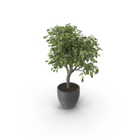 Potted Lemon Tree PNG & PSD Images