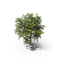 柠檬树PNG和PSD图像