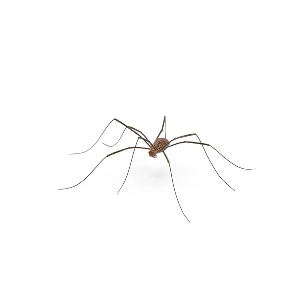 Daddy Long Legs PNG & PSD Images