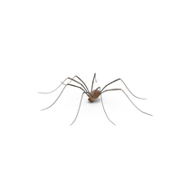 Daddy Long Legs PNG & PSD Images