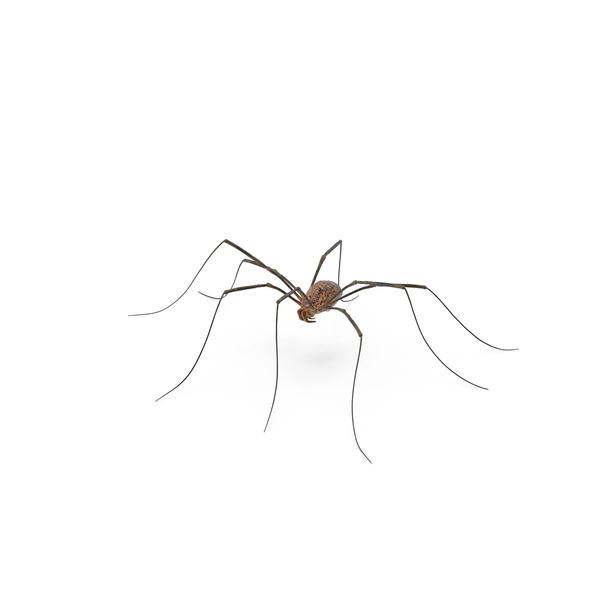 Check out this transparent Poppy Playtime - Daddy Long Legs PNG image