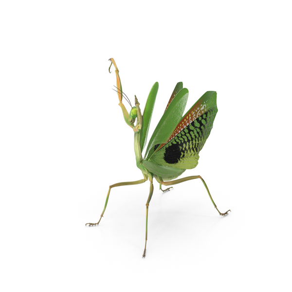 Praying Mantis PNG & PSD Images