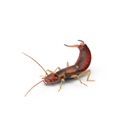 Earwig PNG & PSD Images