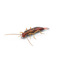 Earwig PNG & PSD Images
