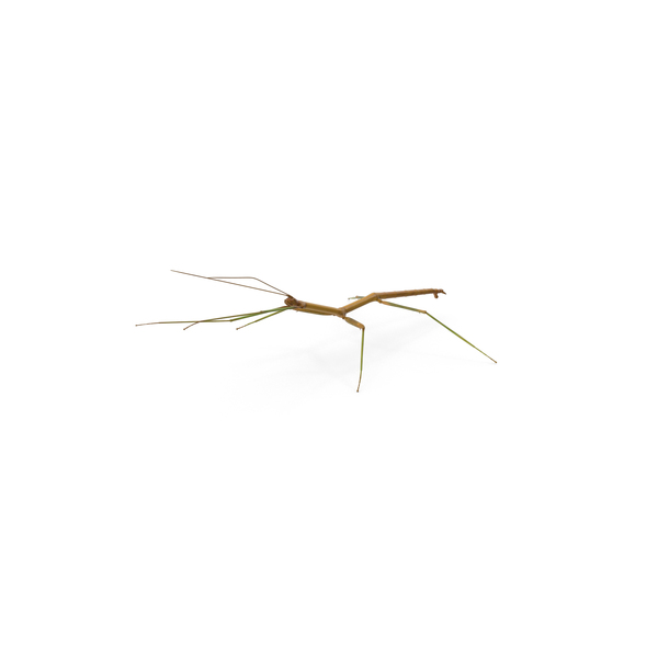 Stick Insect PNG & PSD Images