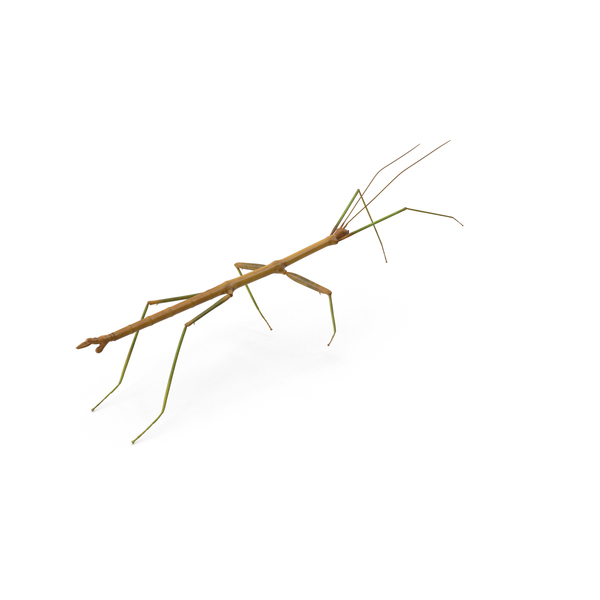 Stick Insect PNG & PSD Images
