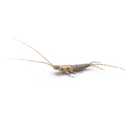 Silverfish PNG & PSD Images