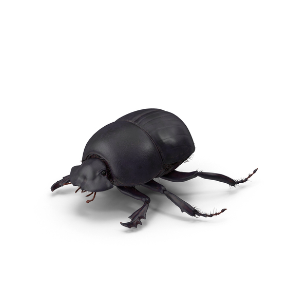 Black Scarab Beetle PNG & PSD Images