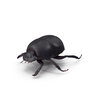 黑色圣甲虫甲虫PNG和PSD图像
