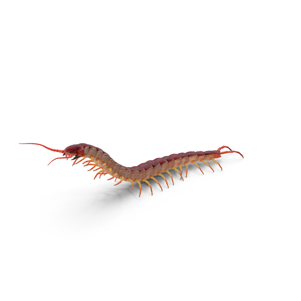 Centipede PNG & PSD Images