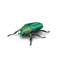 Green Scarab Beetle PNG & PSD Images