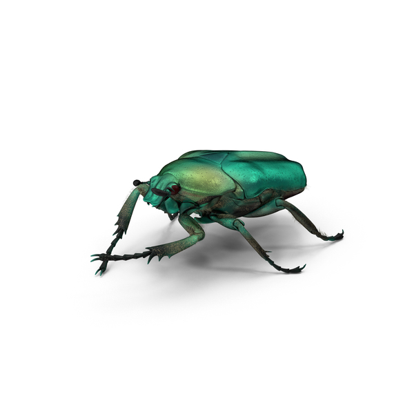 Green Scarab Beetle PNG & PSD Images