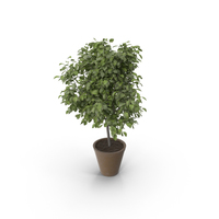 Potted Lemon Tree PNG & PSD Images