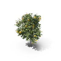 柠檬树PNG和PSD图像